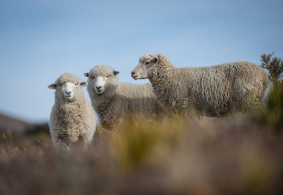 Why Choose Merino Wool for Your Little Ones?